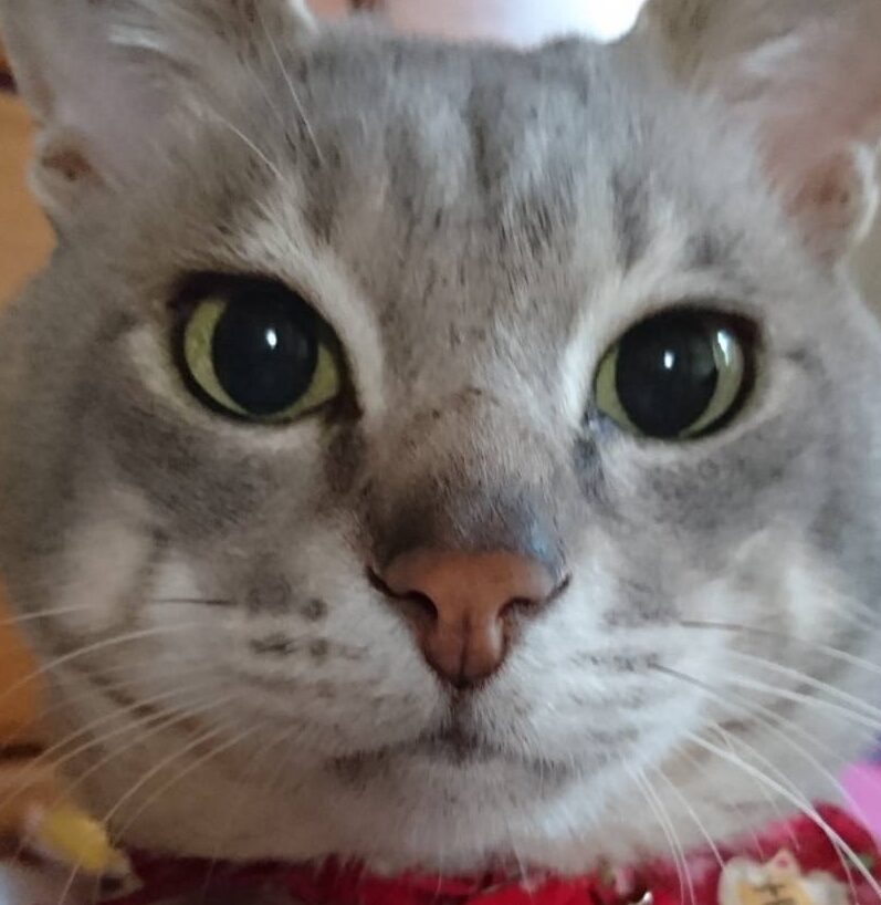 ランくん | こころみたす ペット思い出セレモニー