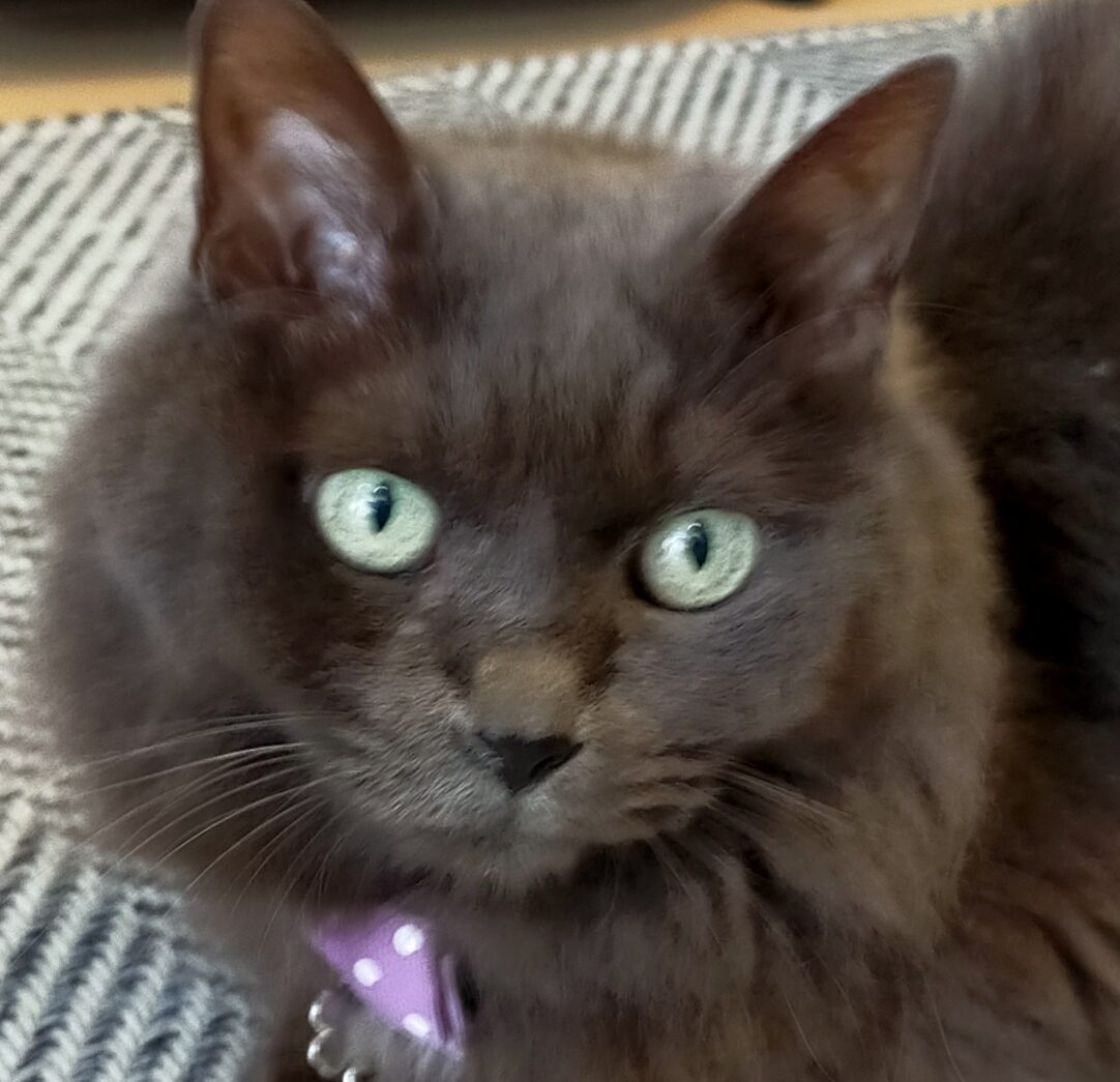 ペクちゃん | こころみたす ペット思い出セレモニー