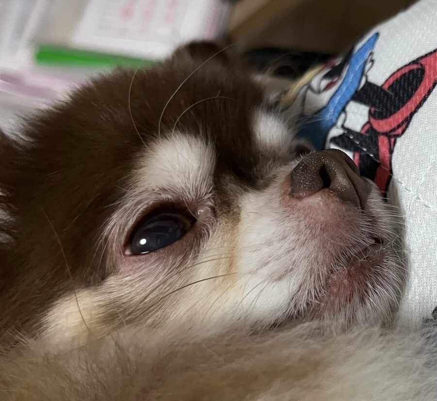 こころみたすペット思い出セレモニーにて葬儀したペットちゃん | ウォーリーくん