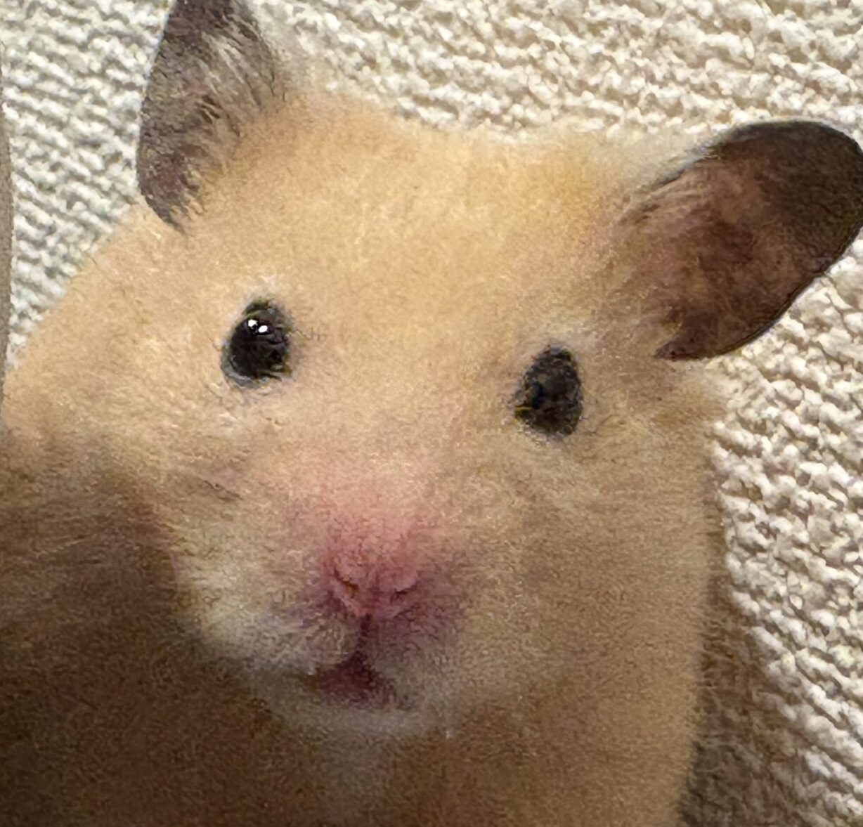 こころみたすペット思い出セレモニーにて葬儀したペットちゃん | いもくん