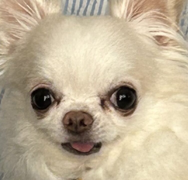 こころみたすペット思い出セレモニーにて葬儀したペットちゃん | エイトくん