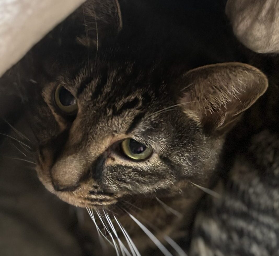 モヒこくん | こころみたす ペット思い出セレモニー