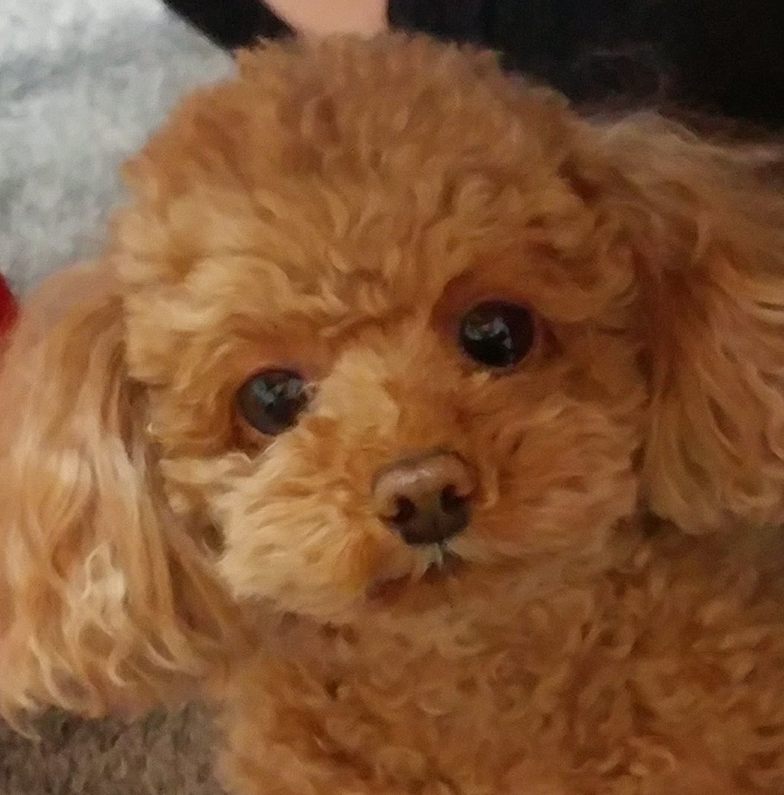 サラちゃん | こころみたす ペット思い出セレモニー