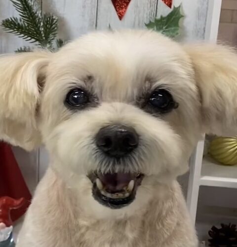 こころみたすペット思い出セレモニーにて葬儀したペットちゃん | くーくん