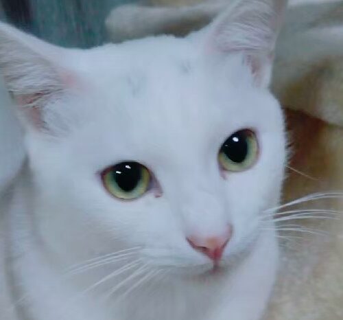 こころみたすペット思い出セレモニーにて葬儀したペットちゃん | シルクちゃん