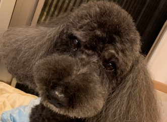 くうくん | こころみたす ペット思い出セレモニー