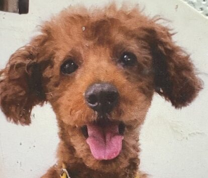 こころみたすペット思い出セレモニーにて葬儀したペットちゃん | ハルくん