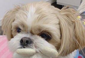 こころみたすペット思い出セレモニーにて葬儀したペットちゃん | マロンくん