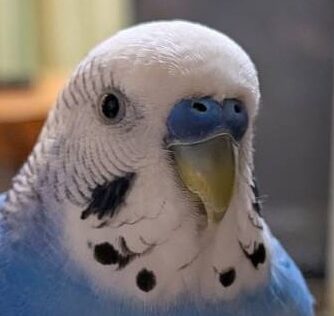 こころみたすペット思い出セレモニーにて葬儀したペットちゃん | はやとくん