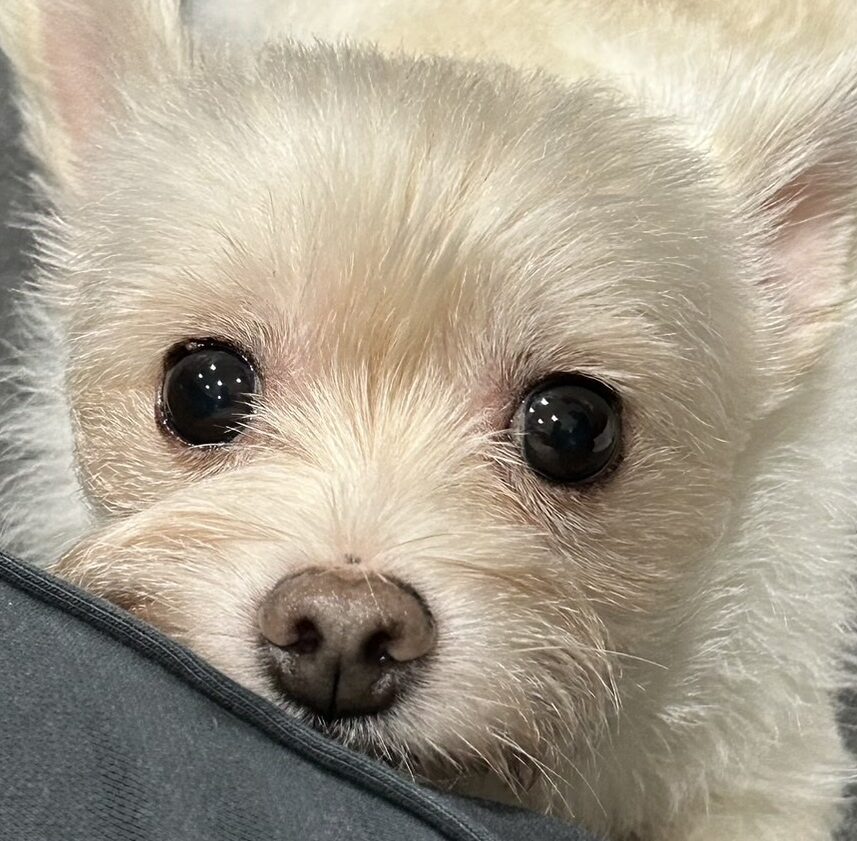 こころみたすペット思い出セレモニーにて葬儀したペットちゃん | チャビンくん