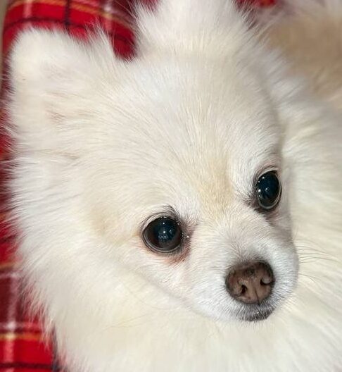 こころみたすペット思い出セレモニーにて葬儀したペットちゃん | アイちゃん