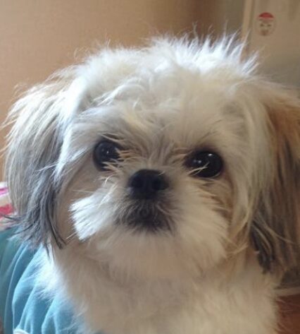 こころみたすペット思い出セレモニーにて葬儀したペットちゃん | リコちゃん