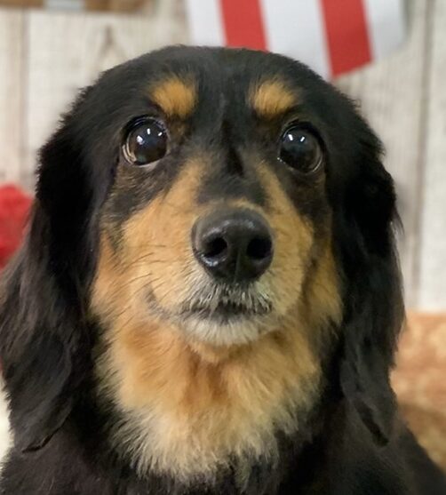 ナナちゃん | こころみたす ペット思い出セレモニー