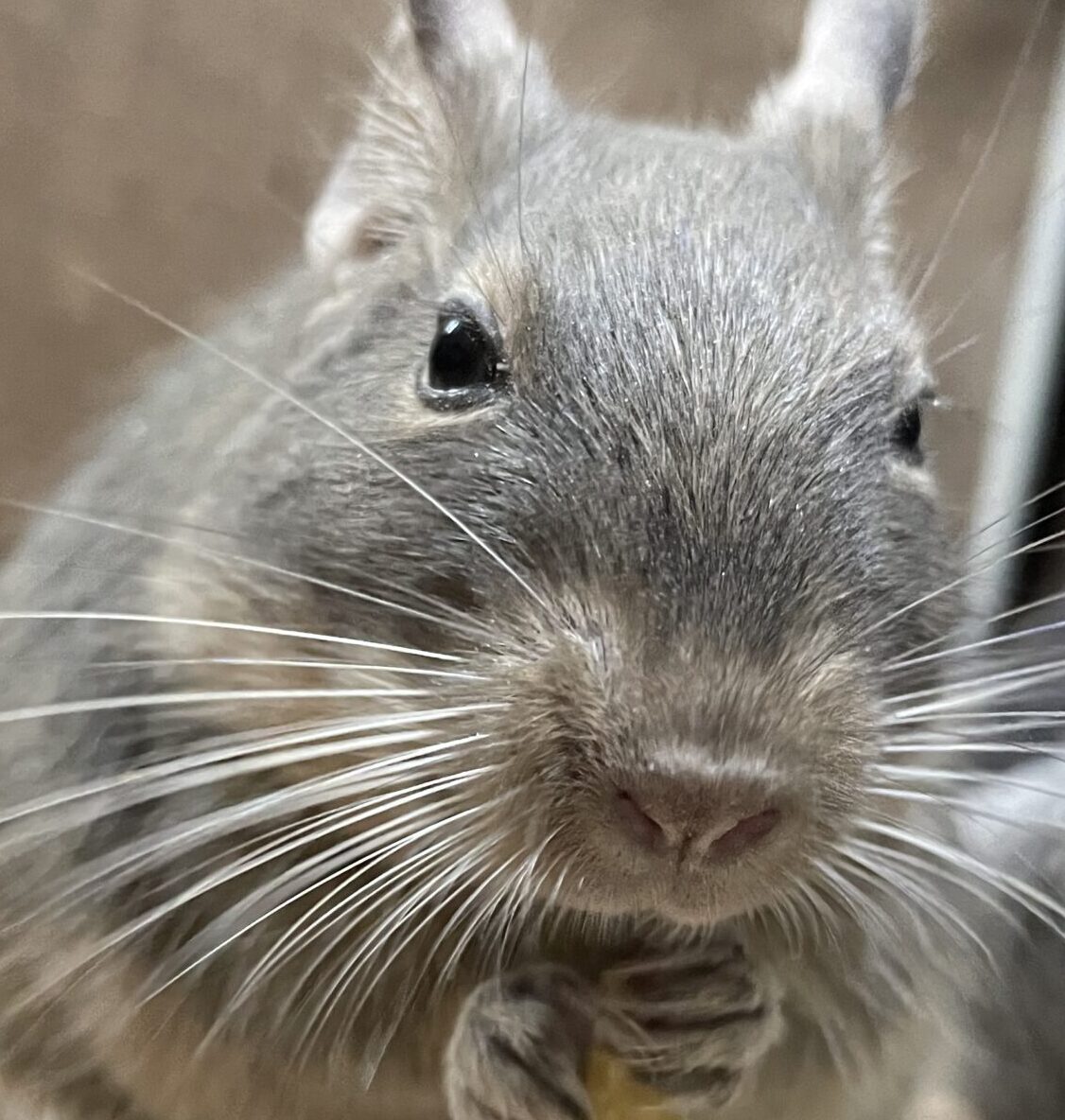 あんこちゃん | こころみたす ペット思い出セレモニー