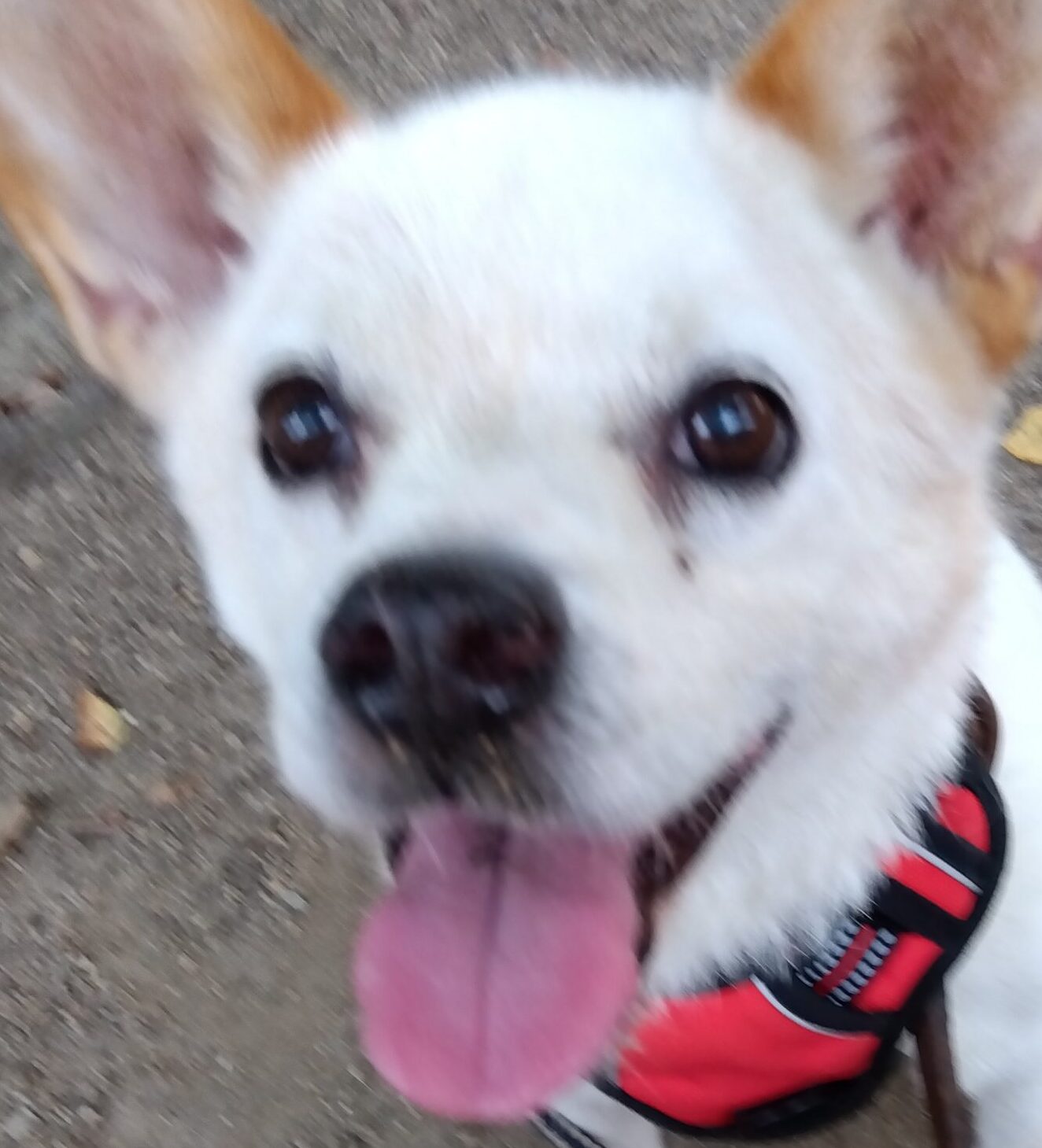 チョコくん | こころみたす ペット思い出セレモニー