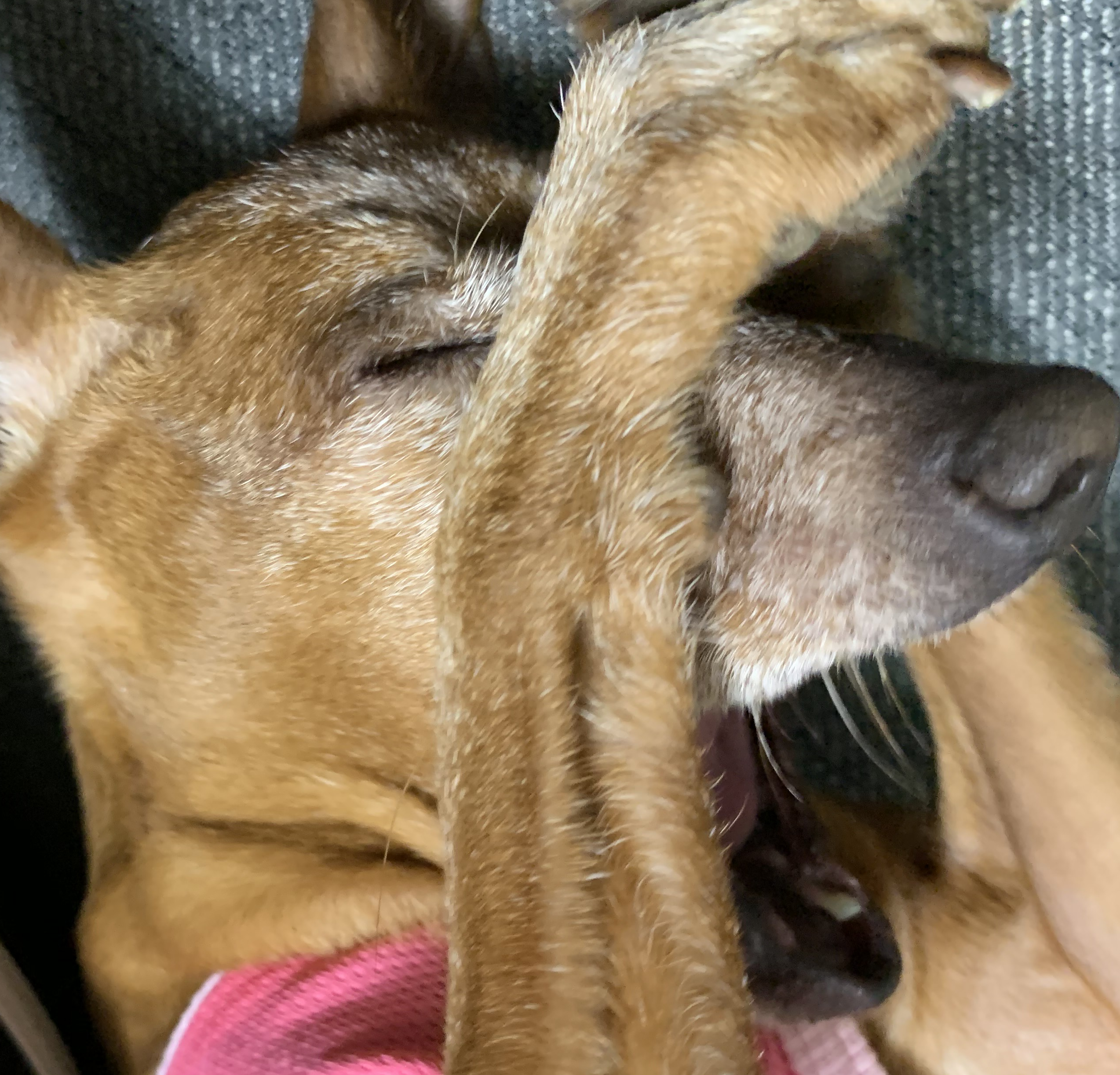 こころみたすペット思い出セレモニーにて葬儀したペットちゃん | こむぎちゃん