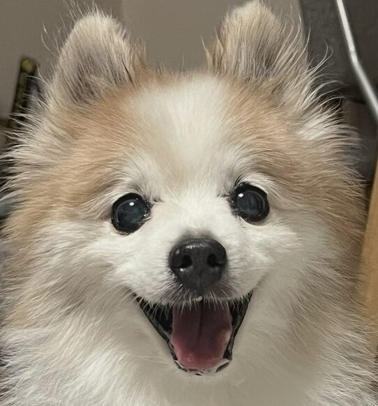 こころみたすペット思い出セレモニーにて葬儀したペットちゃん | ポポちゃん