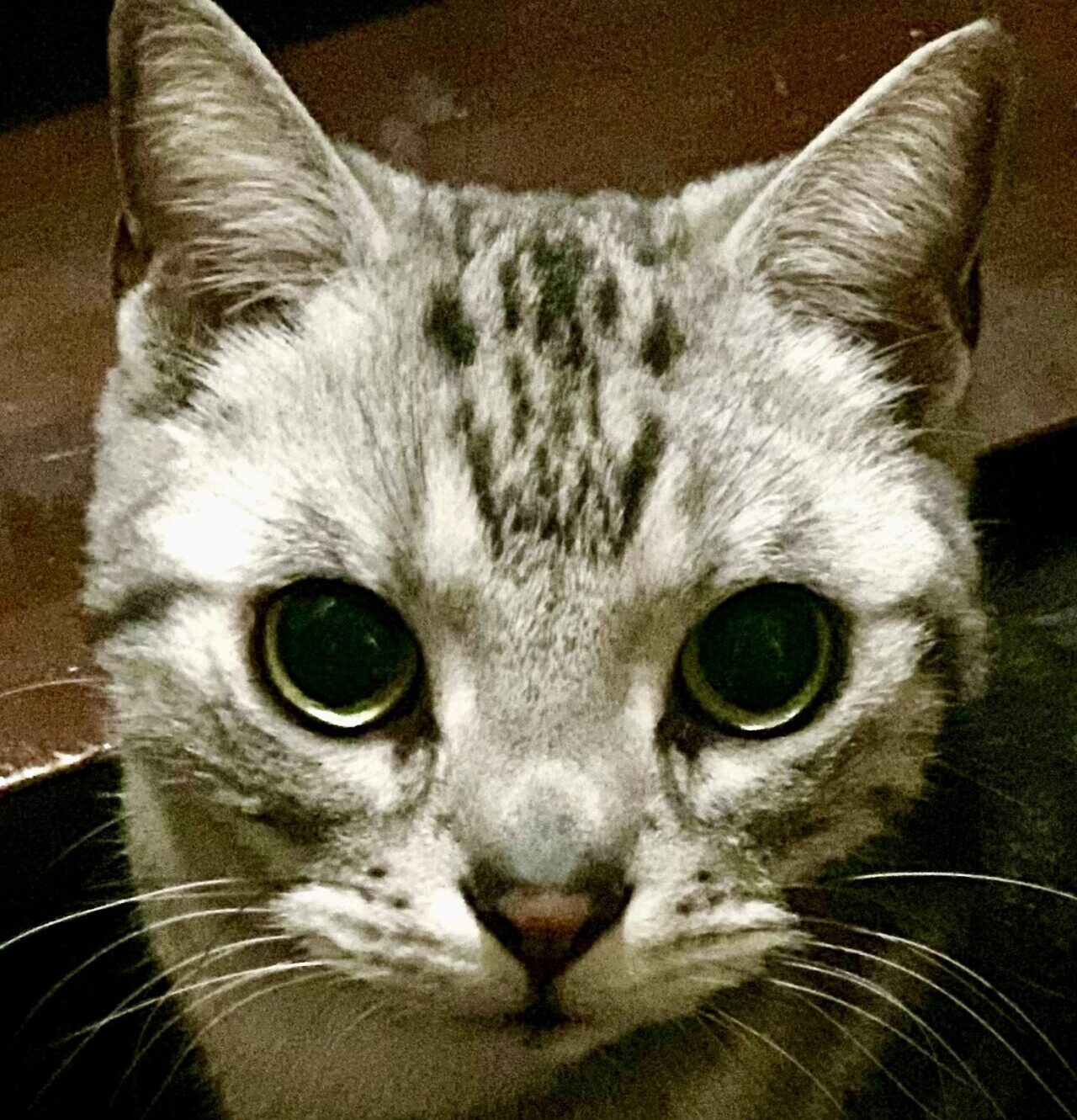 こころみたすペット思い出セレモニーにて葬儀したペットちゃん | 来夢くん