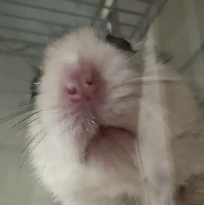 こころみたすペット思い出セレモニーにて葬儀したペットちゃん | ココくん