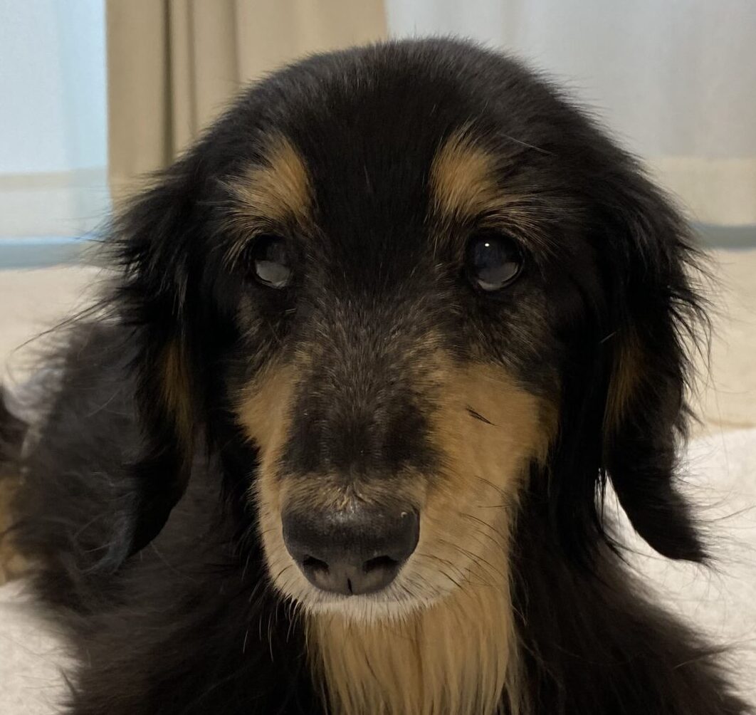 はるちゃん | こころみたす ペット思い出セレモニー