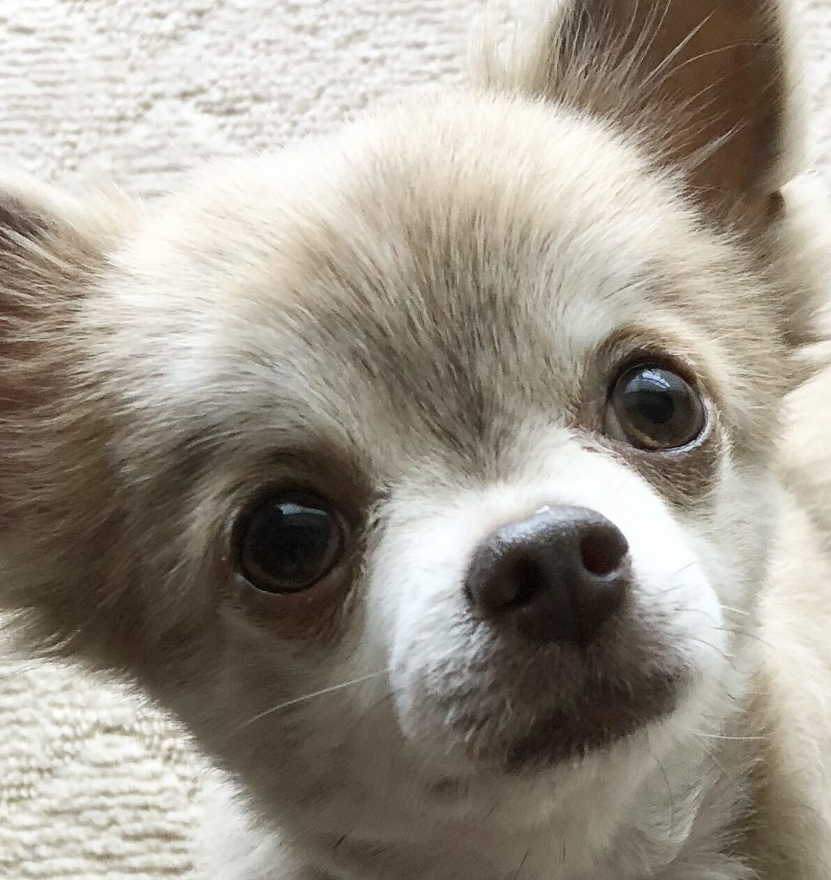 サラくん | こころみたす ペット思い出セレモニー