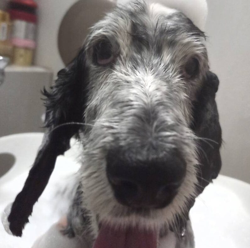 モカくん | こころみたす ペット思い出セレモニー