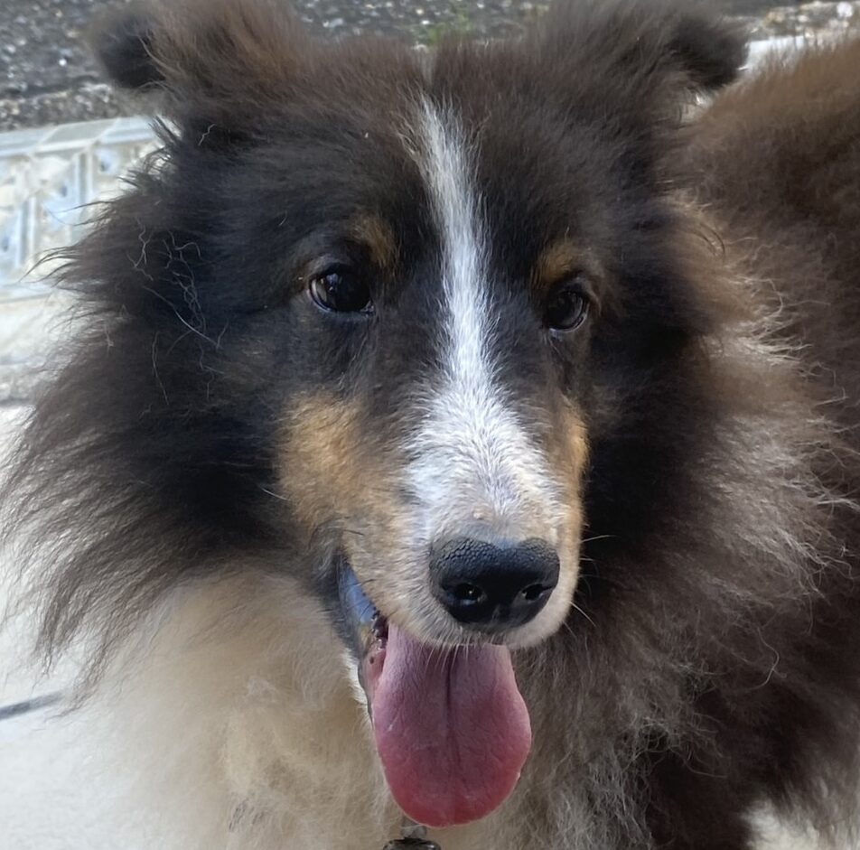 チョコくん | こころみたす ペット思い出セレモニー