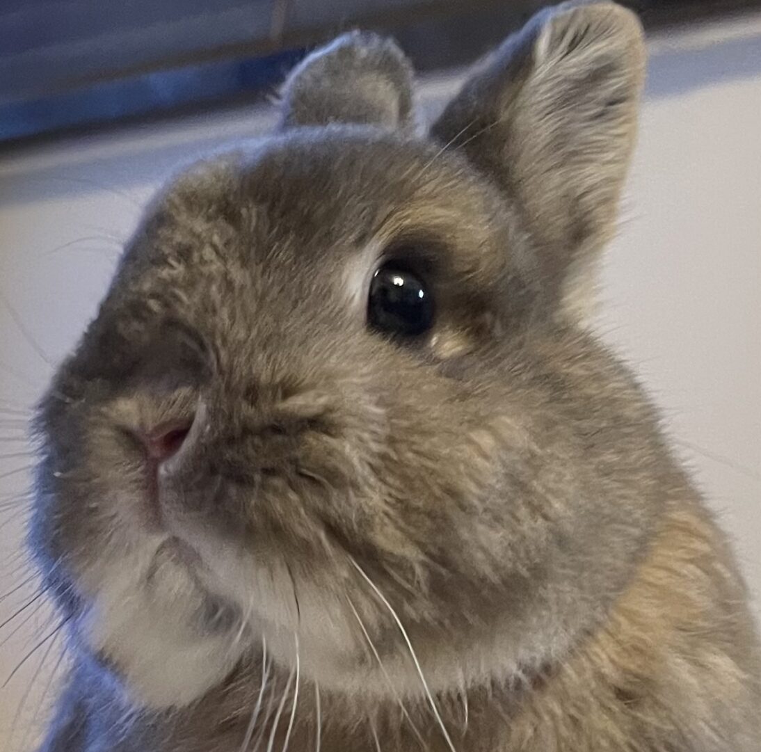 ベルちゃん | こころみたす ペット思い出セレモニー