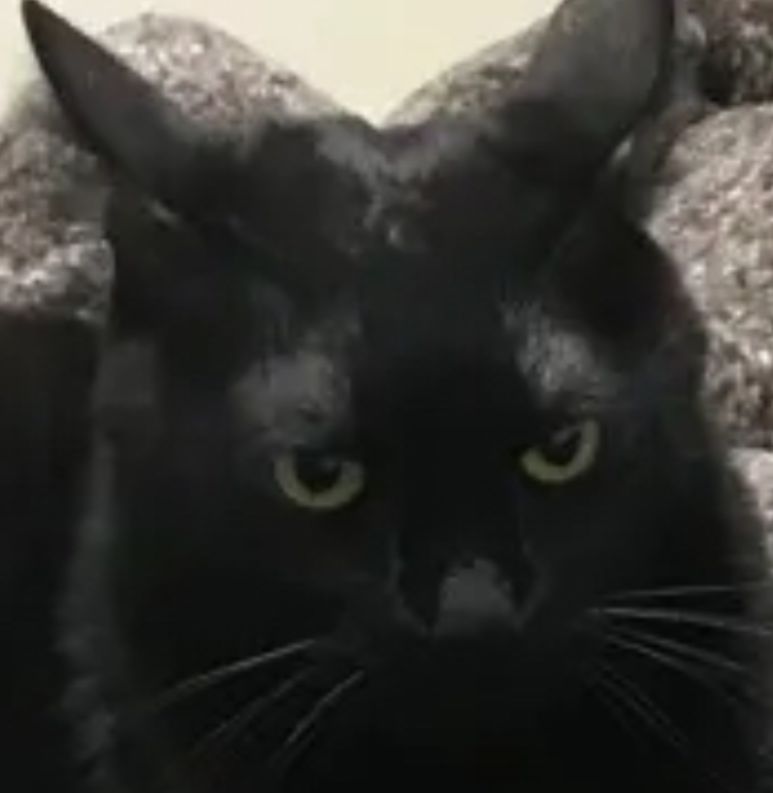 こころみたすペット思い出セレモニーにて葬儀したペットちゃん | 浦太郎くん