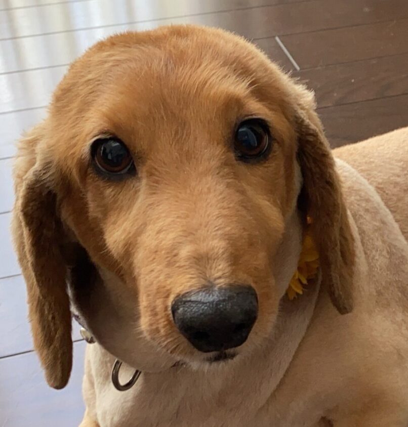 こころみたすペット思い出セレモニーにて葬儀したペットちゃん | レオくん