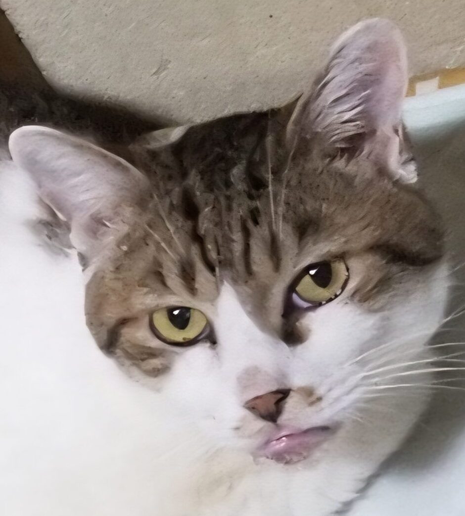 こころみたすペット思い出セレモニーにて葬儀したペットちゃん | れんくん