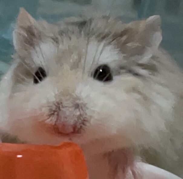 こころみたすペット思い出セレモニーにて葬儀したペットちゃん | ルイくん