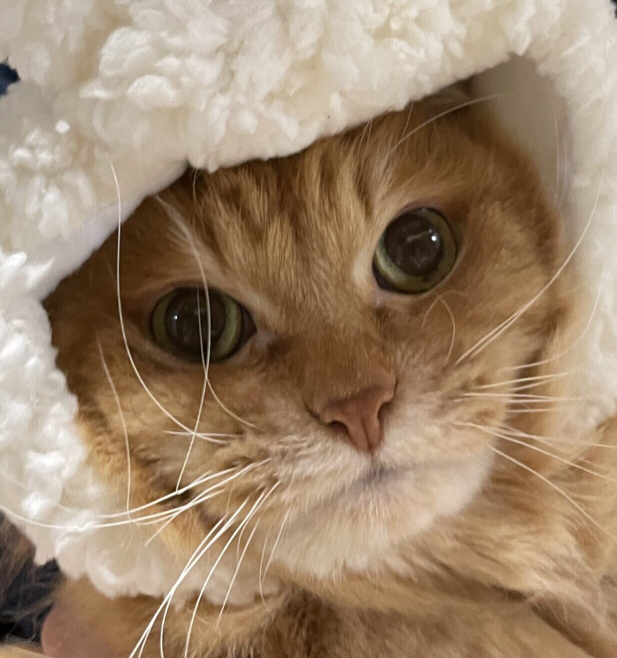 こころみたすペット思い出セレモニーにて葬儀したペットちゃん | ジャイくん