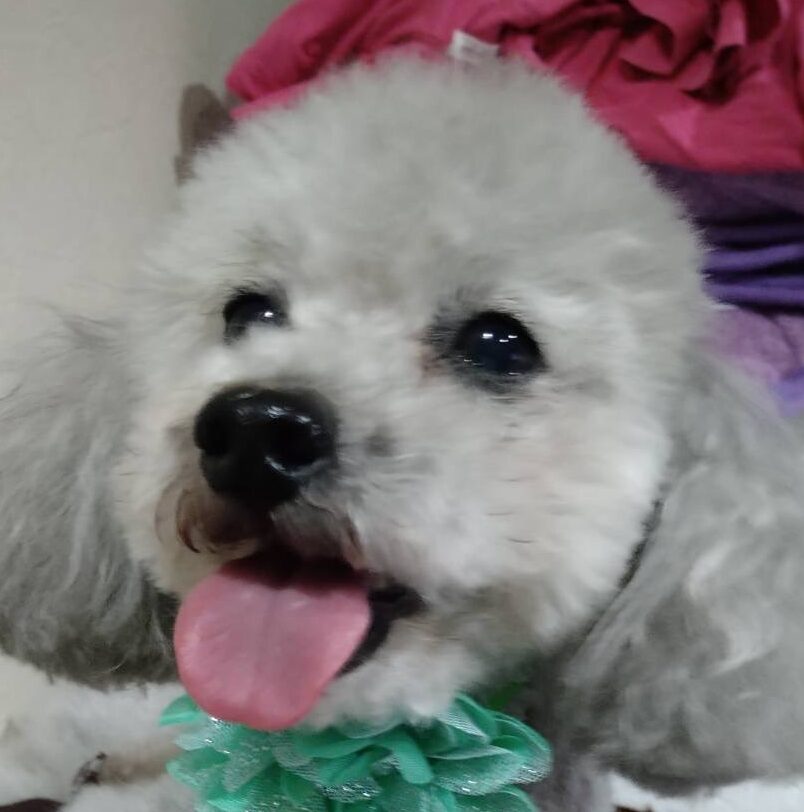 こころみたすペット思い出セレモニーにて葬儀したペットちゃん | アッシュくん