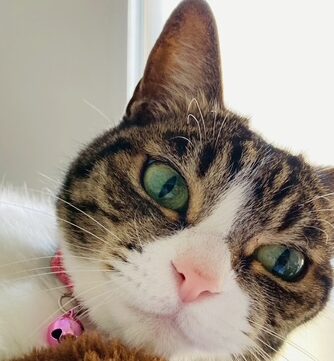 こころみたすペット思い出セレモニーにて葬儀したペットちゃん | はなちゃん