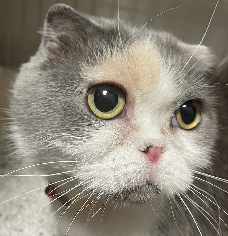 こころみたすペット思い出セレモニーにて葬儀したペットちゃん | ザラメちゃん