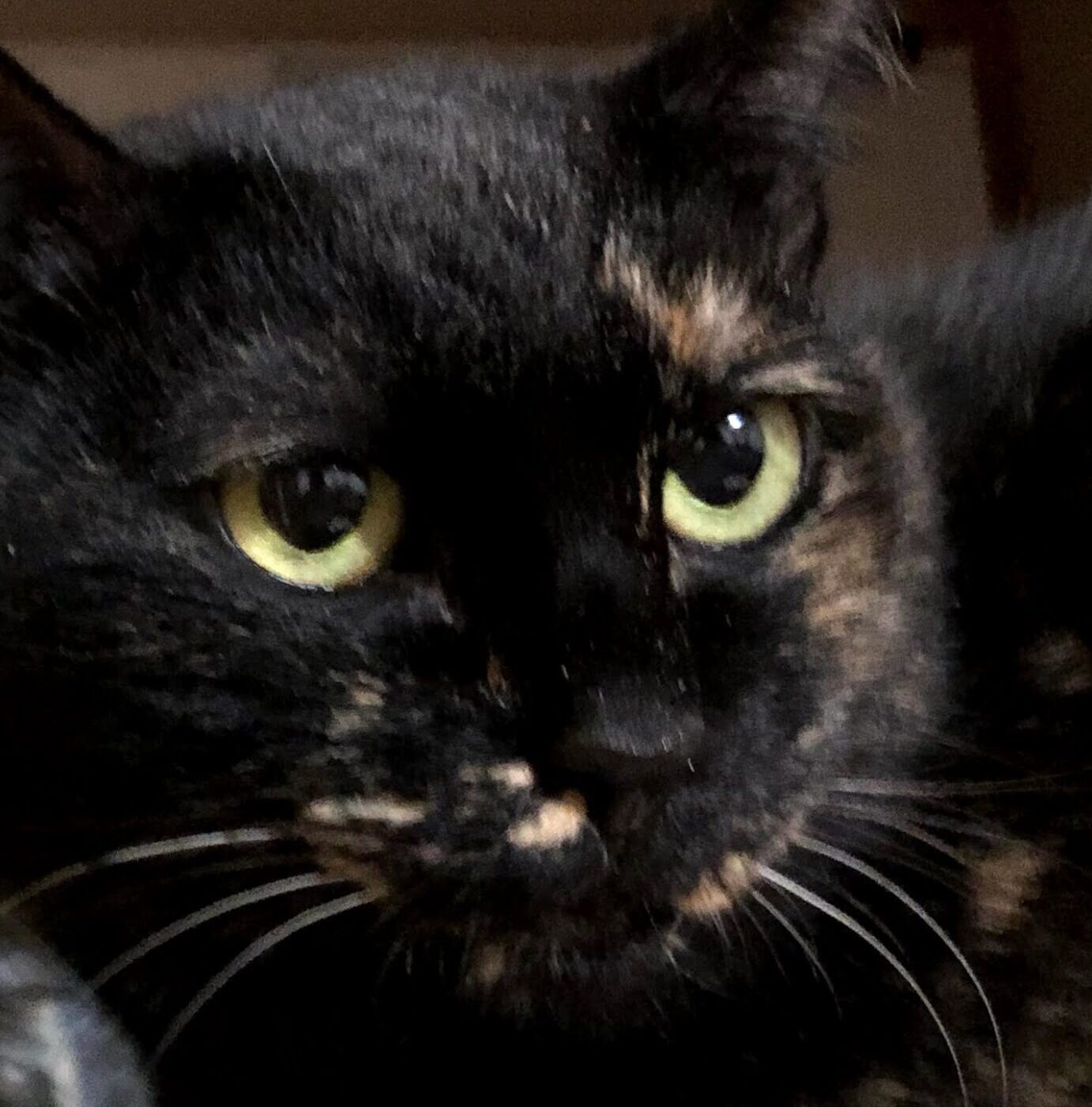 こころみたすペット思い出セレモニーにて葬儀したペットちゃん | クロちゃん