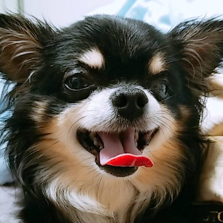 こころみたすペット思い出セレモニーにて葬儀したペットちゃん | トトくん