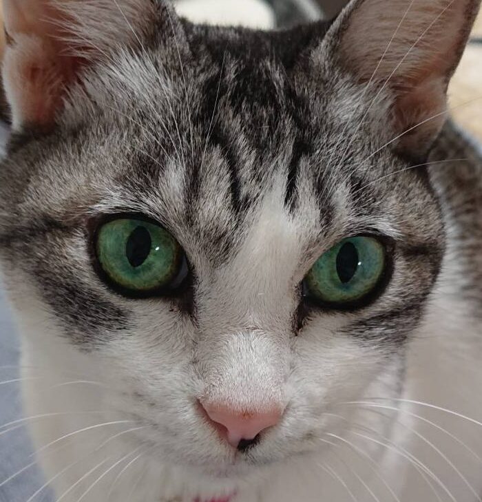 こころみたすペット思い出セレモニーにて葬儀したペットちゃん | むさしちゃん