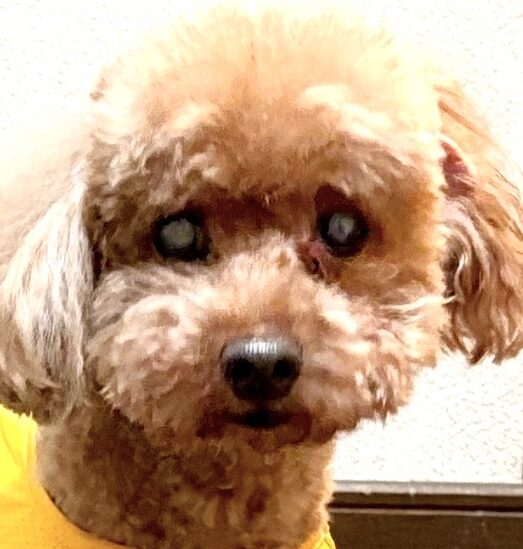 こころみたすペット思い出セレモニーにて葬儀したペットちゃん | りんくん