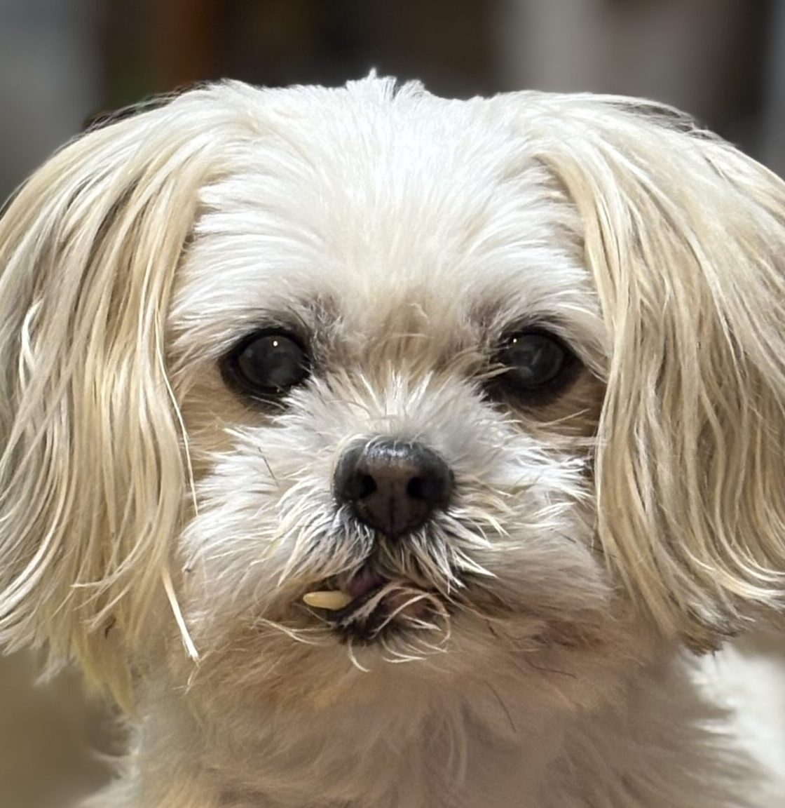 こころみたすペット思い出セレモニーにて葬儀したペットちゃん | バムセくん