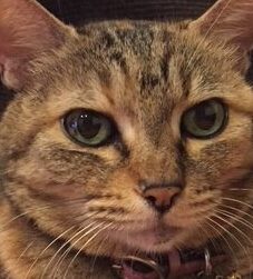 こころみたすペット思い出セレモニーにて葬儀したペットちゃん | Pちゃん