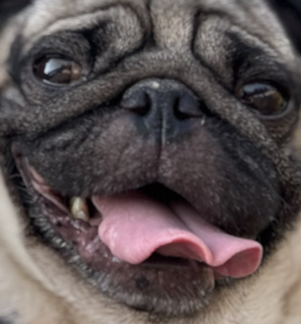 こころみたすペット思い出セレモニーにて葬儀したペットちゃん | ハヌルくん