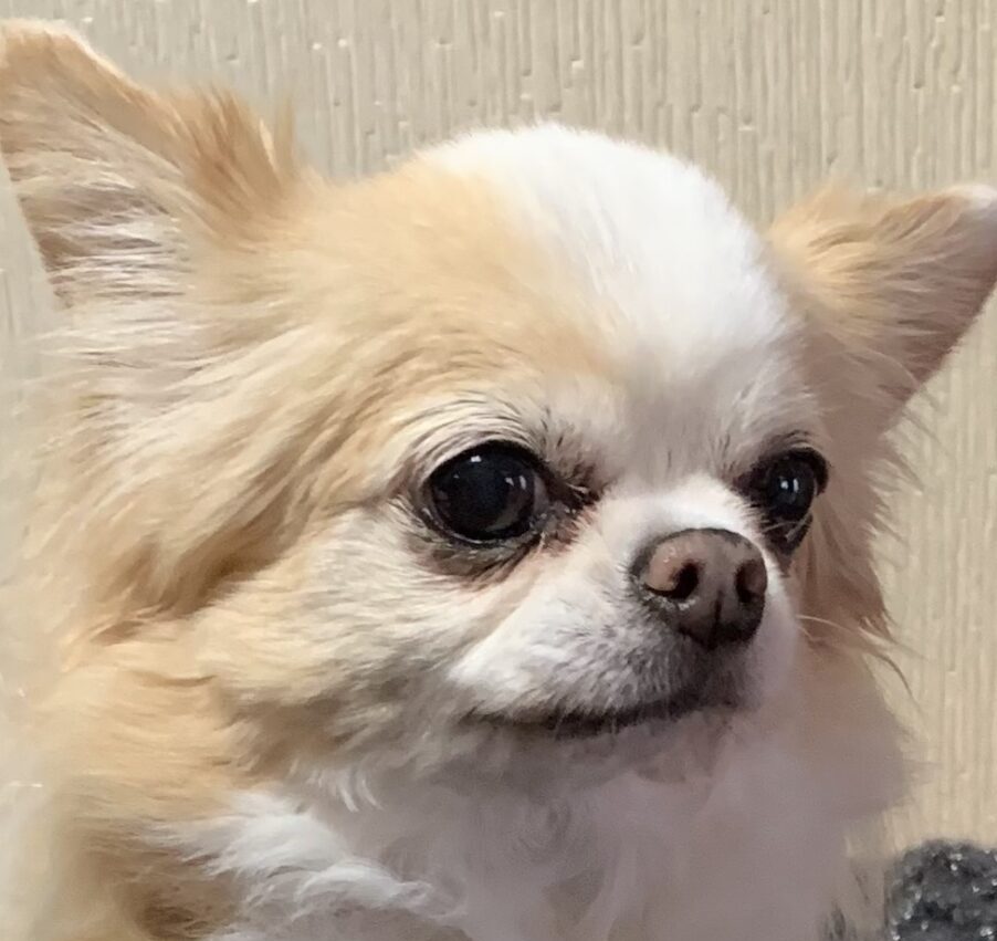 こころみたすペット思い出セレモニーにて葬儀したペットちゃん | リナちゃん