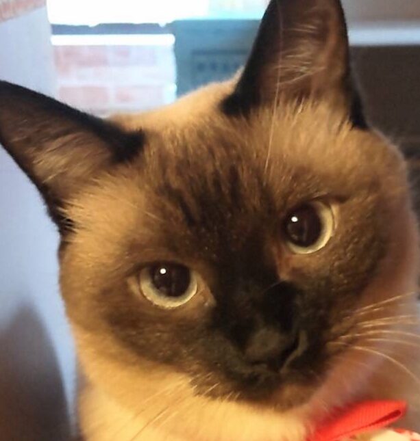 こころみたすペット思い出セレモニーにて葬儀したペットちゃん | サアちゃん