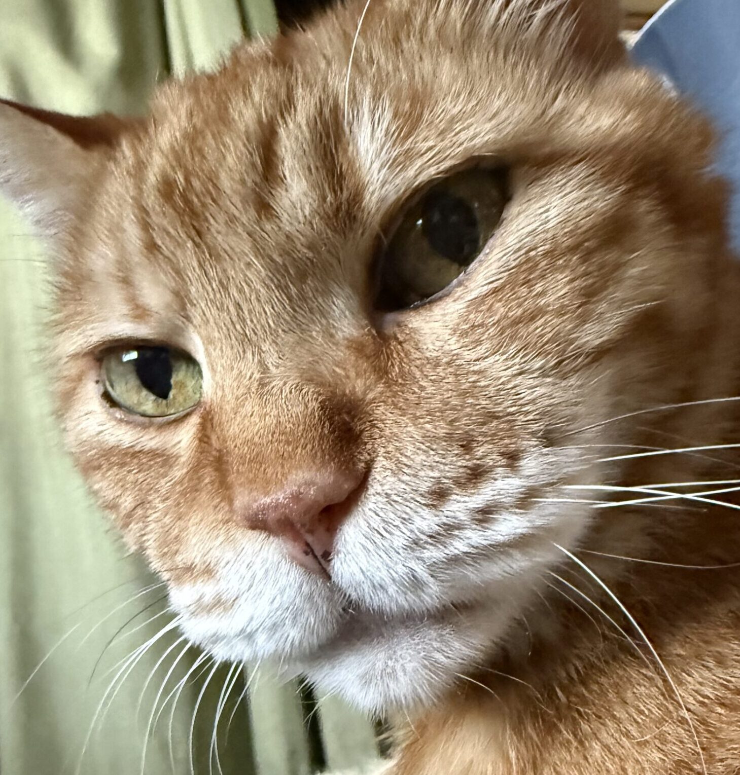 こころみたすペット思い出セレモニーにて葬儀したペットちゃん | トラ吉くん