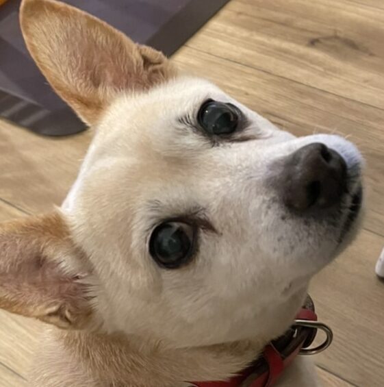 こころみたすペット思い出セレモニーにて葬儀したペットちゃん | ピムちゃん