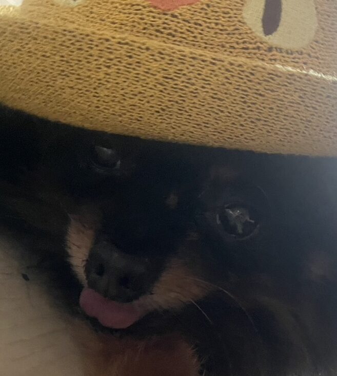 こころみたすペット思い出セレモニーにて葬儀したペットちゃん | ゴンくん