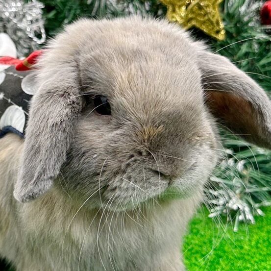 こころみたすペット思い出セレモニーにて葬儀したペットちゃん | シナモンくん