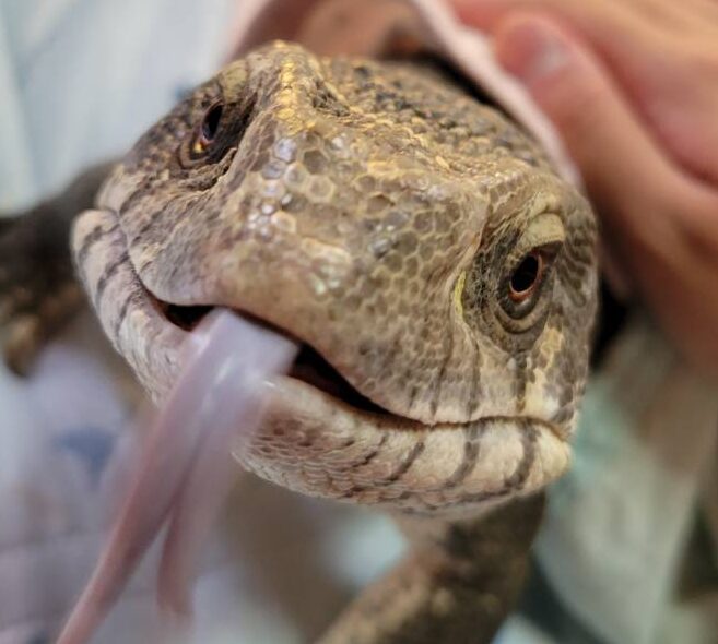 こころみたすペット思い出セレモニーにて葬儀したペットちゃん | そらくん